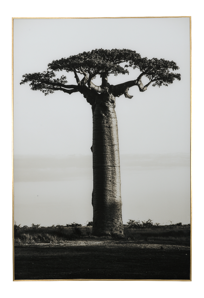 Grafika na szkle Baobab 80x120x3cm